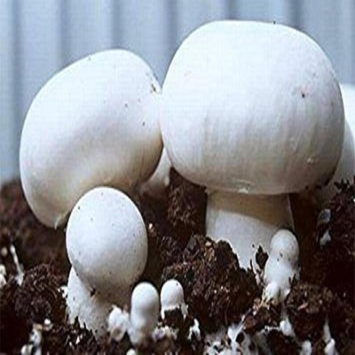 Button Mushroom Spawn Seeds
