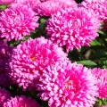 Aster Milady Mix Flower Seeds, Home Kitchen Gardening. 