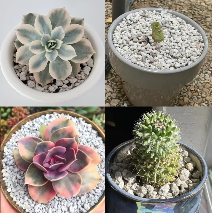 Pumice%20stone%202mm-6mm%20washed%20for%20cactus%20-%20Succulent%20-%20Bonsai%20and%20Plants%20Soil%20Mix%20-%20Image%204