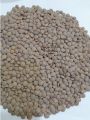 MASOOR (Whole Red Lentil)-(1 KG PACKING) Masoor Whole-sabut masoor-FHTRADER. 