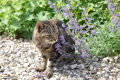 Seeds  - Catnip Herb Seeds - Home Kitchen Gardening Flower Seeds. 