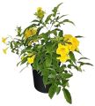 Tecoma Vine, Goudichoudi (Yellow Flower) - Plant. 
