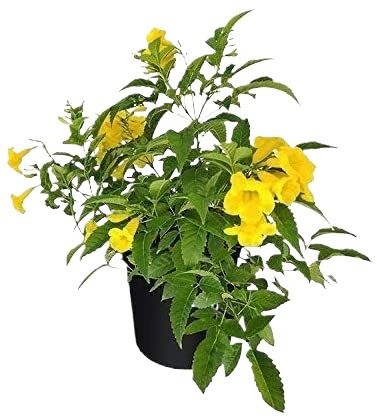 Tecoma Vine, Goudichoudi (Yellow Flower) - Plant