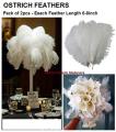 Pack Of 2 - Ostrich Feathers – Ostrich Feathers For Sale. 