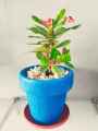 Decoration pack of 5 Round crown pot  6 x 6 inch. 