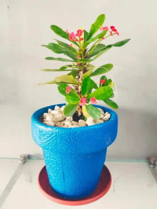 Decoration%20pack%20of%205%20Round%20crown%20pot%20%206%20x%206%20inch%20-%20Image%206