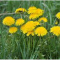 Dandelions organic Seeds Taraxacum. 
