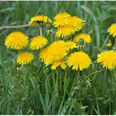 Dandelions%20organic%20Seeds%20Taraxacum%20-%20Image%203