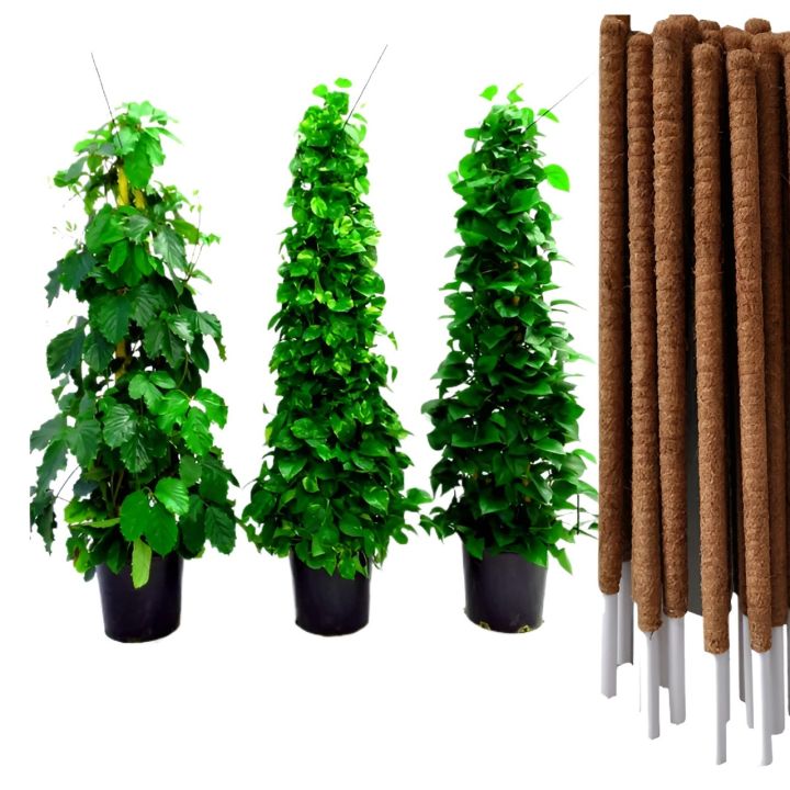 Plant%20Stick%20(4%20Ft)%20Straightener%20For%20Climbing%20Indoor%20Plants%20/%20Money%20Plants%20Pack%20Of%201,2,3,4,5%20-%20Image%206
