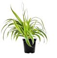 Spider Plant Chlorophytum Comosum. 