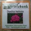 Dianthus barbatus Winter flower seeds. 