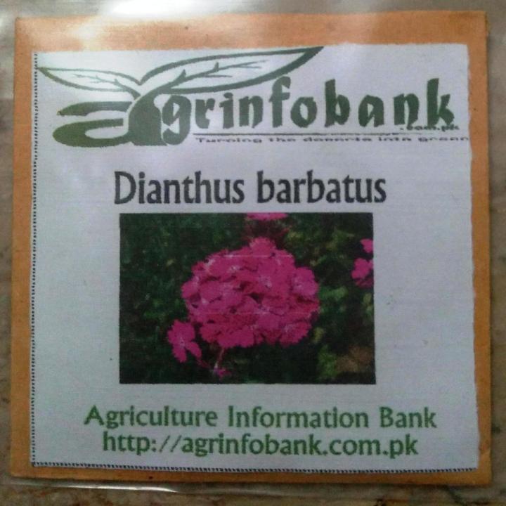 Dianthus barbatus Winter flower seeds