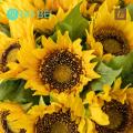 Exquisite Artificial Flowers Realistic Sunflower Artificial Flowers Low Maintenance Non-fading less Than. 