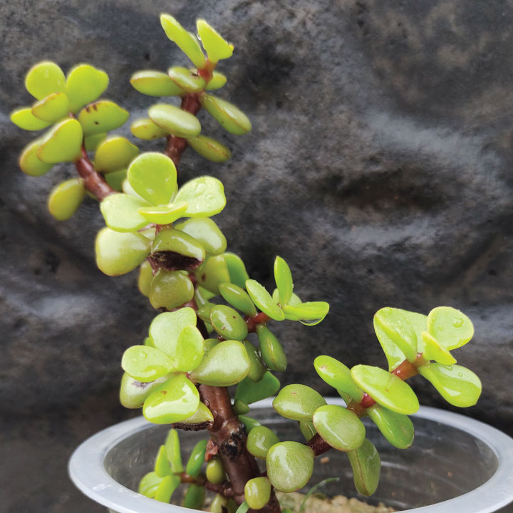 Elephant%20Bush%20Jade%20Live%20Plant%20-%20Drought%20Tolerant%20Succulent%20for%20Garden%20&%20Home%20Decor%20-%20Image%204