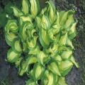 Geisha Hosta Plant Seeds. 