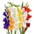 Gladiolus Flower bulbs 10 fresh bulb. 