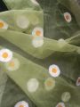 Hand-Painted Floral Dupatta in Olive Green – Sheer Organza Elegance with White & Orange Daisies | Perfect for Festive & Summer Looks | Custom-Made Just for You. 