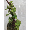 Elephant Bush Jade Live Plant - Drought Tolerant Succulent for Garden & Home Decor. 