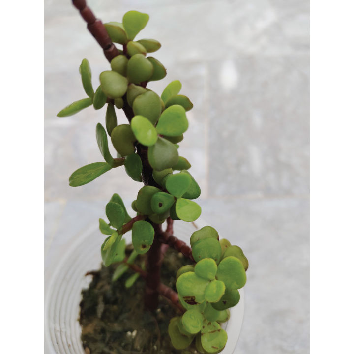 Elephant%20Bush%20Jade%20Live%20Plant%20-%20Drought%20Tolerant%20Succulent%20for%20Garden%20&%20Home%20Decor%20-%20Image%208