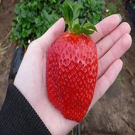 Giant%20Sweet%20Red%20Strawberry%20Fruit%20Seeds%20-%20Image%202