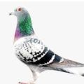 Racer Pigeon Mix feed wih supplements 2 kg. 