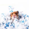 【COD Hamster Paper Cotton Sawdust Bedding Cotton Compressed Paper Strip Bedding Golden Bear Hedgehog Pet Water Absorption and Deodorization. 