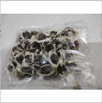 Pack of 20 Moringa / Sohanjna Seeds to grow with 100 percent germination Moringa oleifera Tree Plant Used in Various ways; Flowers, Leaves, Seeds, and fruits.