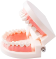 Dental Study Model | Dental Child Teeth Teaching Model | Typodont Demonstration Compatible with Teaching Studying Small Size. 
