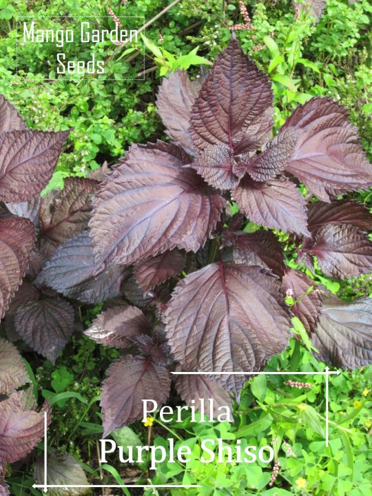 Organic Purple Shiso Seeds - 50 seed *Pot Friendly* Tanam Pasu, Purple Perilla - Mango Garden Seeds