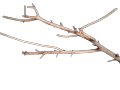 Driftwood for Aquarium Decor Natural Branches for Fish Tank Decorations(BIG SIZE). 