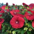 Vintage Winee Hibiscus Flower Plant Seeds. 