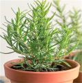 Rosemary Seeds F1 Hybrid. Best Quality, High Germination Rate. 