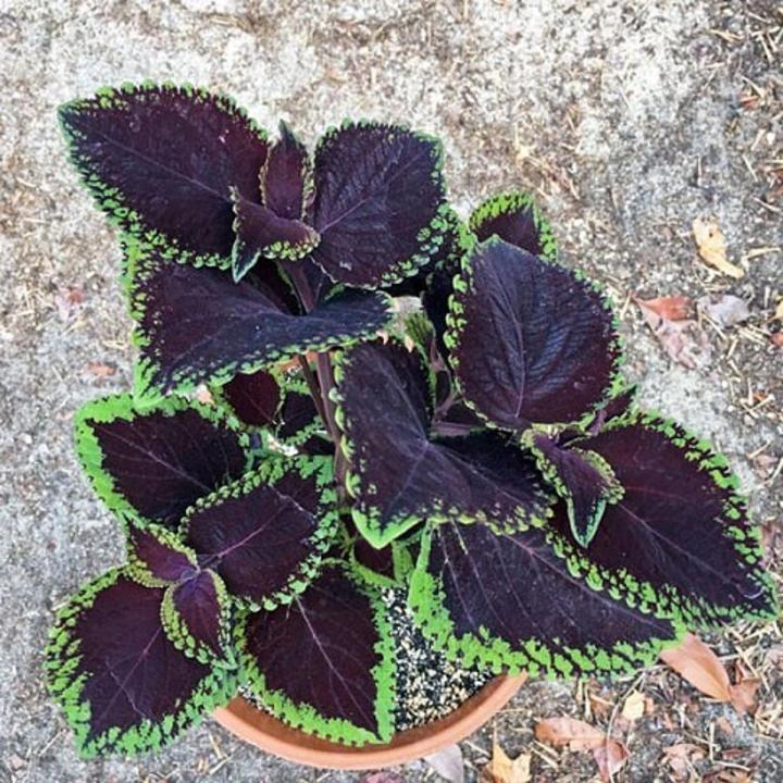Giant Exhibition Magma Coleus Seeds