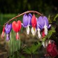 Purple Red Bleeding Heart Flower Tree Seeds. 