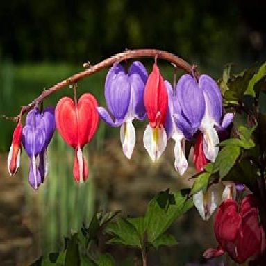 Purple%20Red%20Bleeding%20Heart%20Flower%20Tree%20Seeds%20-%20Image%202