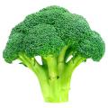 Broccoli 230+ High Quality Seeds Best for Home Kitchen Gardening High Germination Rate. 