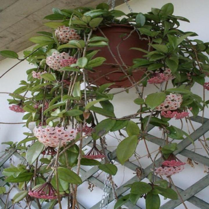 Hoya Carnosa Seeds