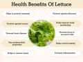 Lettuce Green (Salad Patta) Seeds – For Home Kitchen Garden Healthy Vegetable By More Green. 