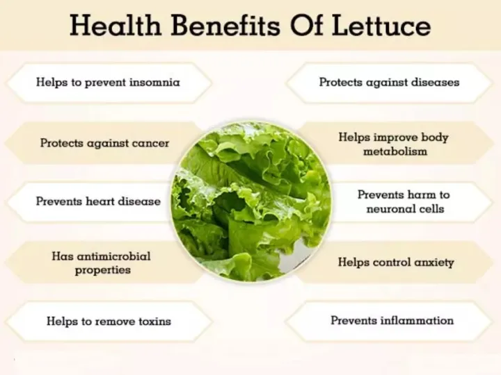 Lettuce%20Green%20(Salad%20Patta)%20Seeds%20%E2%80%93%20For%20Home%20Kitchen%20Garden%20Healthy%20Vegetable%20By%20More%20Green%20-%20Image%205
