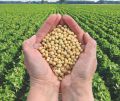 soya bean 500g. 