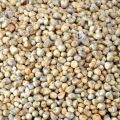 Grain Forests Organic Bajra Whole Grain 1kg (Pearl Millet). 