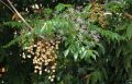 Bakain / Bakaayan / Melia Azedarach Tree Seeds. 