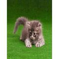 Synthetic Grass Mat For Pets Cage - Green. 