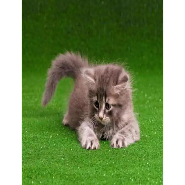 Synthetic Grass Mat For Pets Cage - Green
