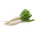 White Radish Seeds 130+ - Mooli - winter vegetable for Kitchen Gardening By Moji Mall. 
