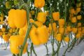 Yellow Hybrid Capsicum (Shimla Mirch) / Sweet Pepper Kitchen Gardening Vegetable Seeds. 