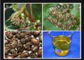 10 Castor oil seeds 100percent germinate for grow caster plant Eranda ( Riccinus communis ) castor been arand treeuse for many purpose. 