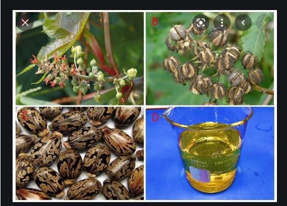 35%20Castor%20oil%20seeds%20100percent%20germinate%20for%20grow%20caster%20plant%20Eranda%20(%20Ricinus%20communis%20)%20castor%20beans%20arand%20tree%20use%20for%20many%20purpose%20-%20Image%205