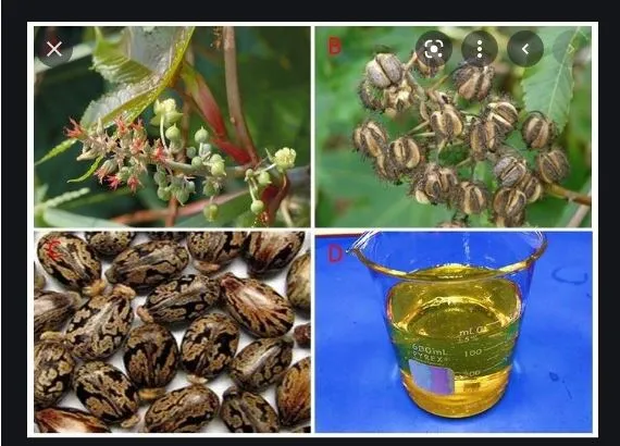 25%20Castor%20oil%20seeds%20100percent%20germinate%20for%20grow%20caster%20plant%20Eranda%20(%20Ricinus%20communis%20)%20castor%20beans%20arand%20tree%20use%20for%20many%20purpose%20-%20Image%203