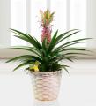 30pcs Pineapple Fruit Seeds. 